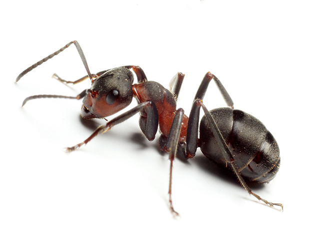 ant control in Red Deer