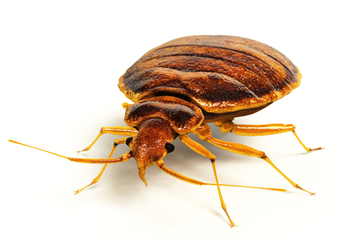 Commercial bedbug control Red Deer
