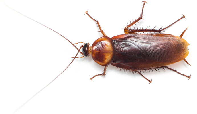 Cockroach control for residential and commercial properties