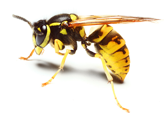 wasp-pest-control-red-deer